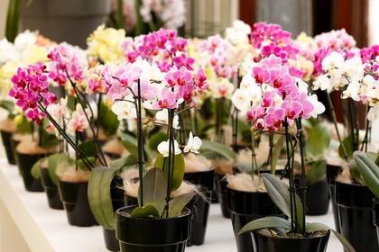 OrchidsМаг9
