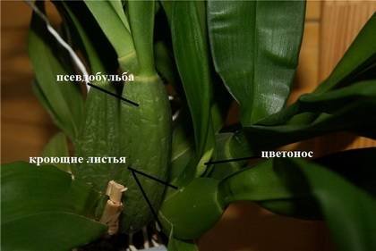 OrchidsОбщ9