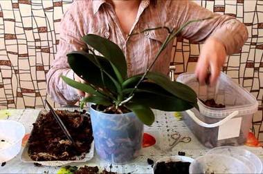 OrchidsПересад8
