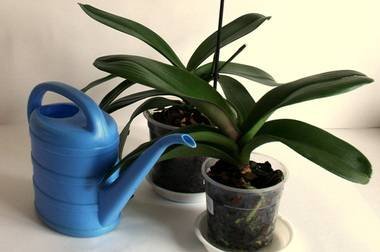 OrchidsПолив8