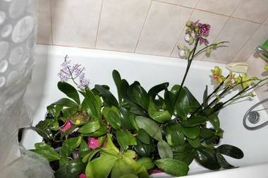 OrchidsПолив9