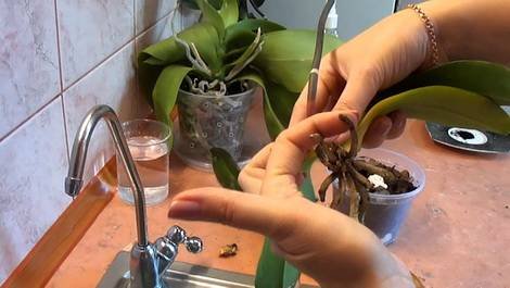 OrchidsРеаним5