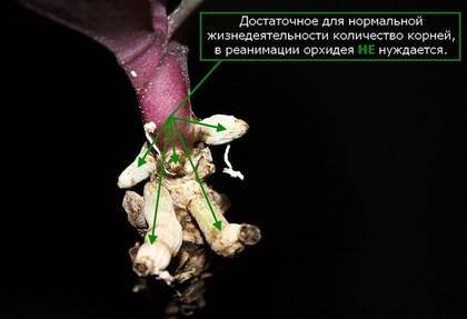 OrchidsРеаним6