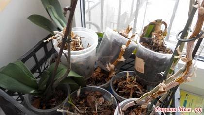 OrchidsРеаним8