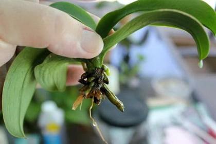 OrchidsРеаним9