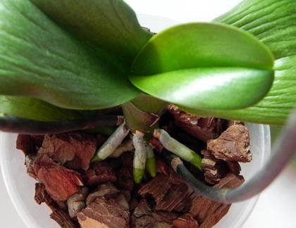 OrchidsРеанимКора9