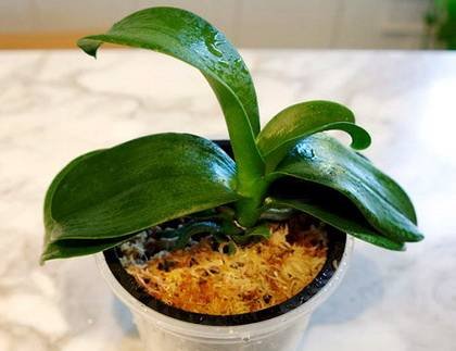 OrchidsРеанимМох9