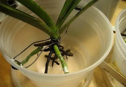 OrchidsРеанимВода9
