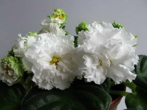 Оригами1