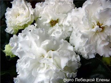 Оригами5