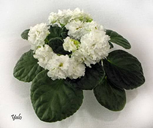 Оригами6