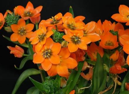 Ornithogalum1