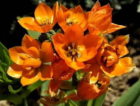 Ornithogalum11