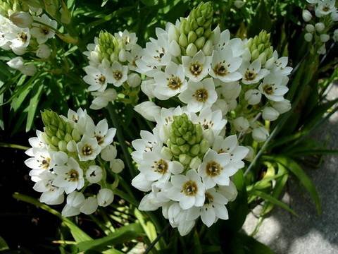 Ornithogalum110