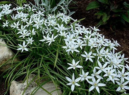Ornithogalum12