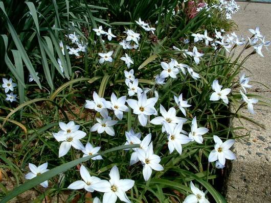 Ornithogalum13