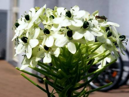 Ornithogalum2