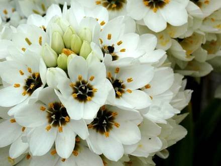Ornithogalum3