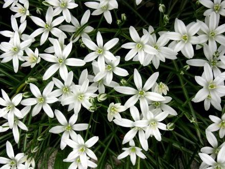 Ornithogalum4