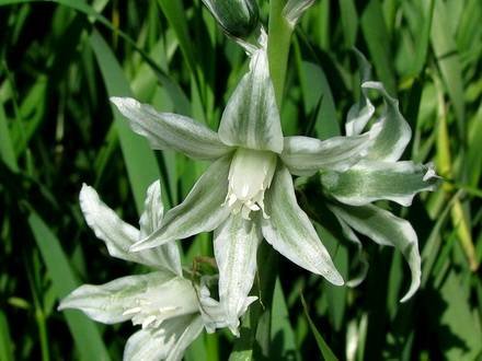 Ornithogalum5