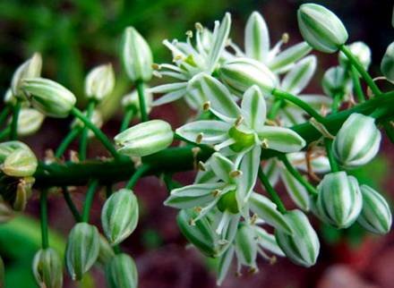 Ornithogalum6
