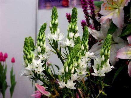 Ornithogalum7