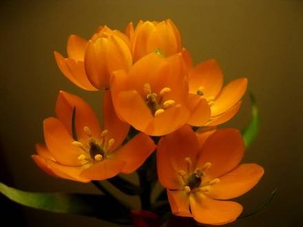 Ornithogalum8