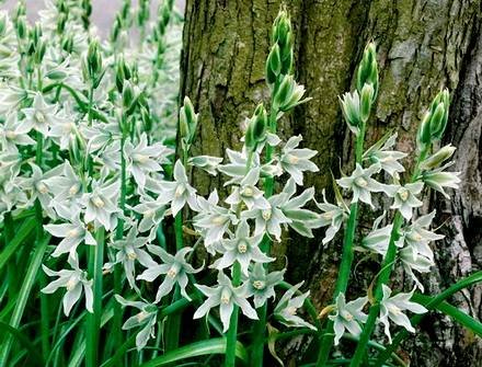 Ornithogalum9