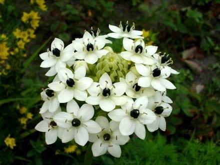 OrnithogalumArabicum