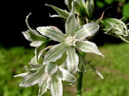 OrnithogalumBoucheanum