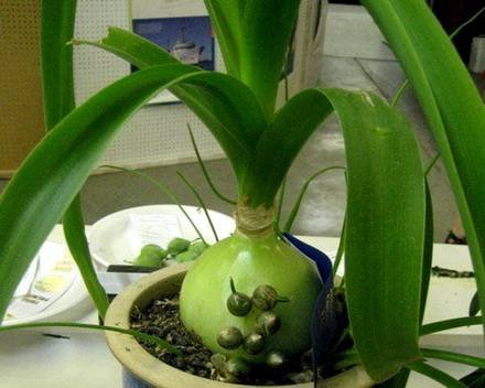 OrnithogalumCaudatum