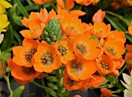 OrnithogalumDubium