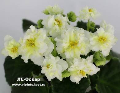 Оскар3