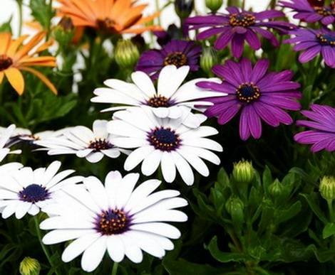 Osteospermum10