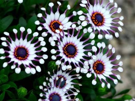 Osteospermum2