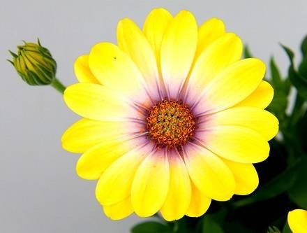 Osteospermum4