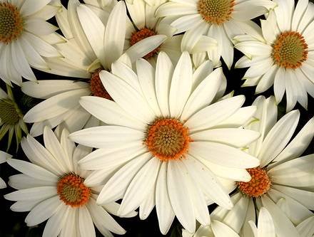 Osteospermum7