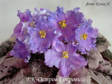 ОстровСокровищ3