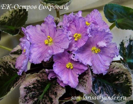 ОстровСокровищ6