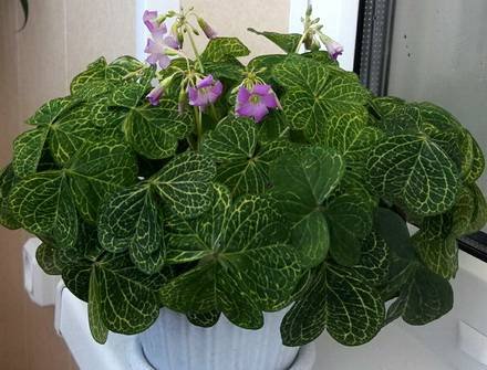 Оxalis3