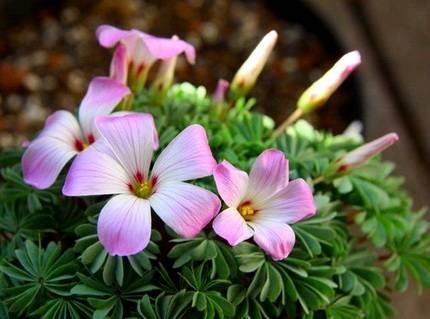 OxalisAdenophylla