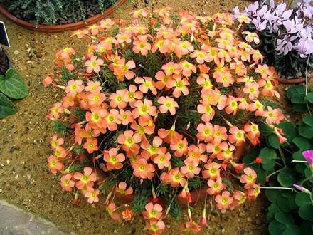 OxalisCorymbosa1
