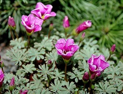 OxalisEnneaphylla