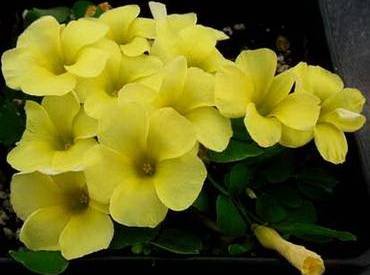 OxalisPurpureaYellow
