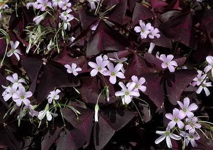 OxalisRegnellii