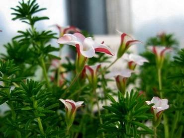OxalisTenuifolia