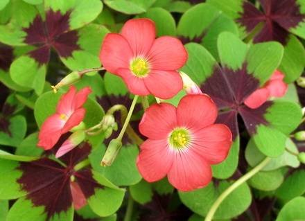 OxalisTetraphylla