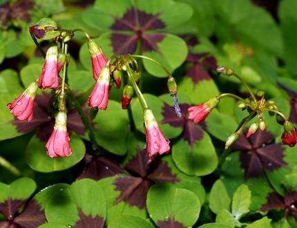 OxalisTetraphylla2