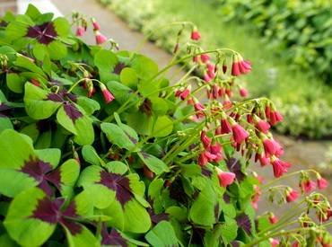 OxalisTetraphyllaIronCross