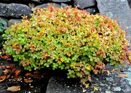 OxalisVulcanicola2